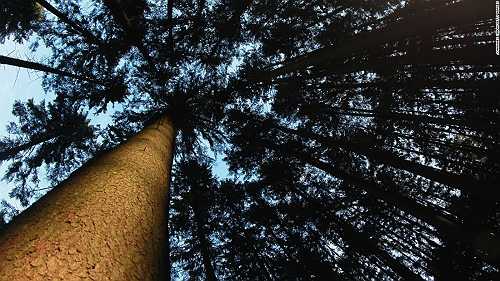 US cities are losing 36 million trees a year. Here's why it matters and how you can stop it US cities are losing 36 million trees a year. Here's why it matters and how you can stop it